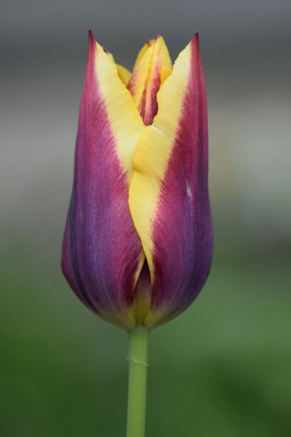  - Simfonia Lalelelor 2019