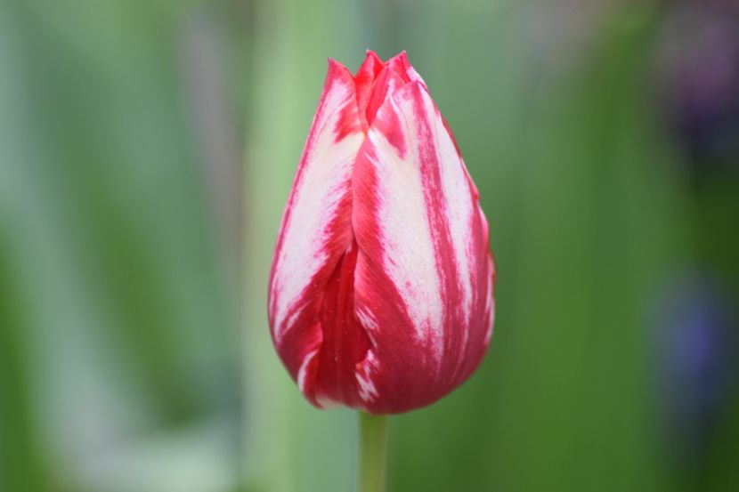  - Simfonia Lalelelor 2019