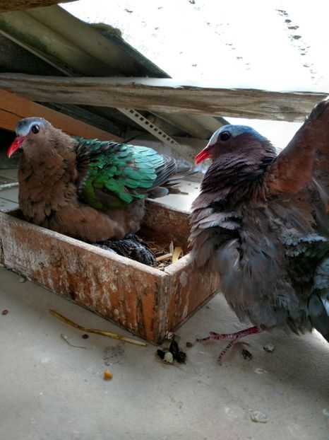 Emerald dove - Porumbei cu aripi verzi