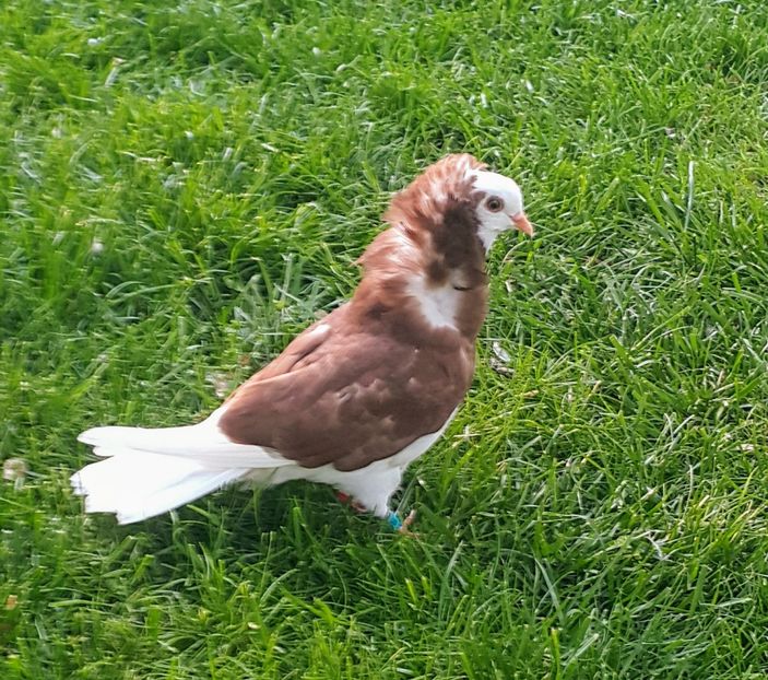  - b-Pui Capucin 2019