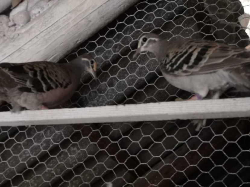 porumbei aripa de bronz - Porumbei aripa de bronz