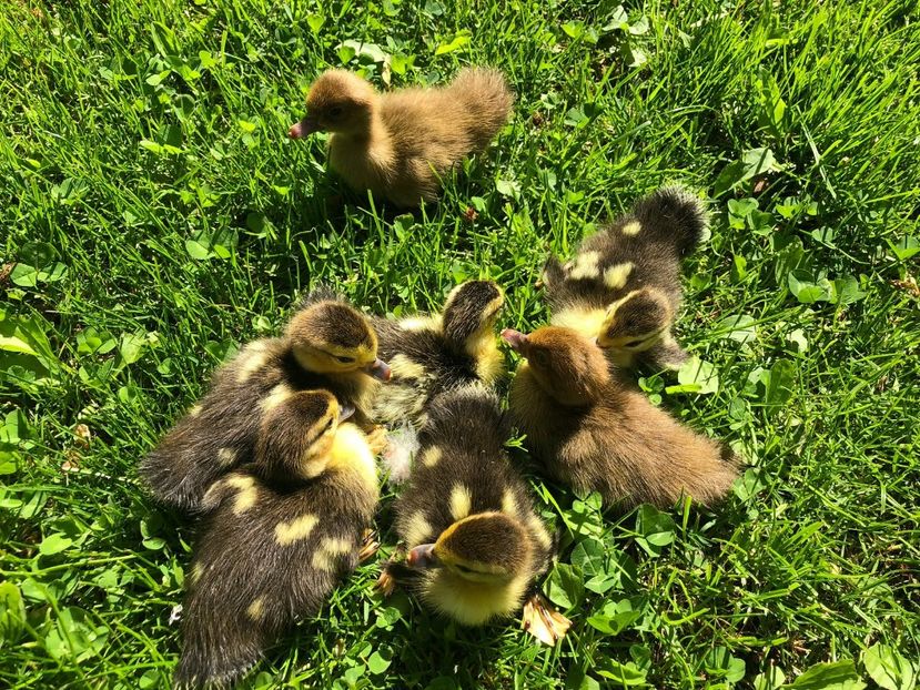  - Bomboane asortate 2019