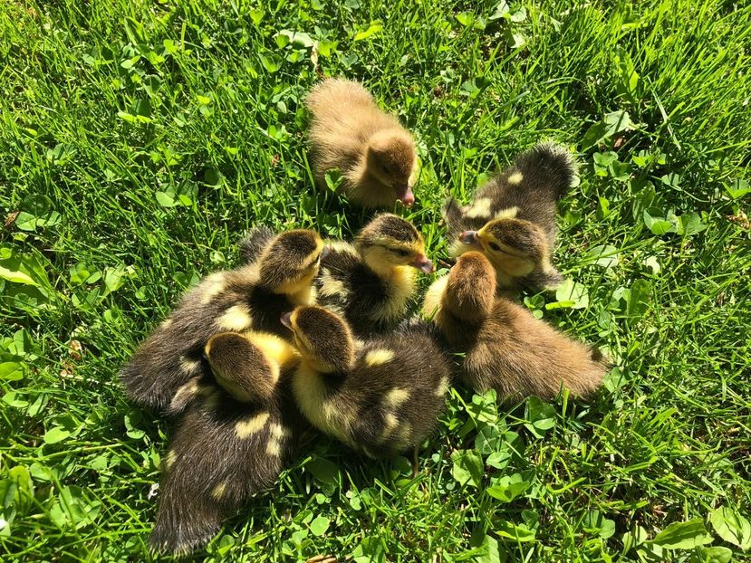  - Bomboane asortate 2019