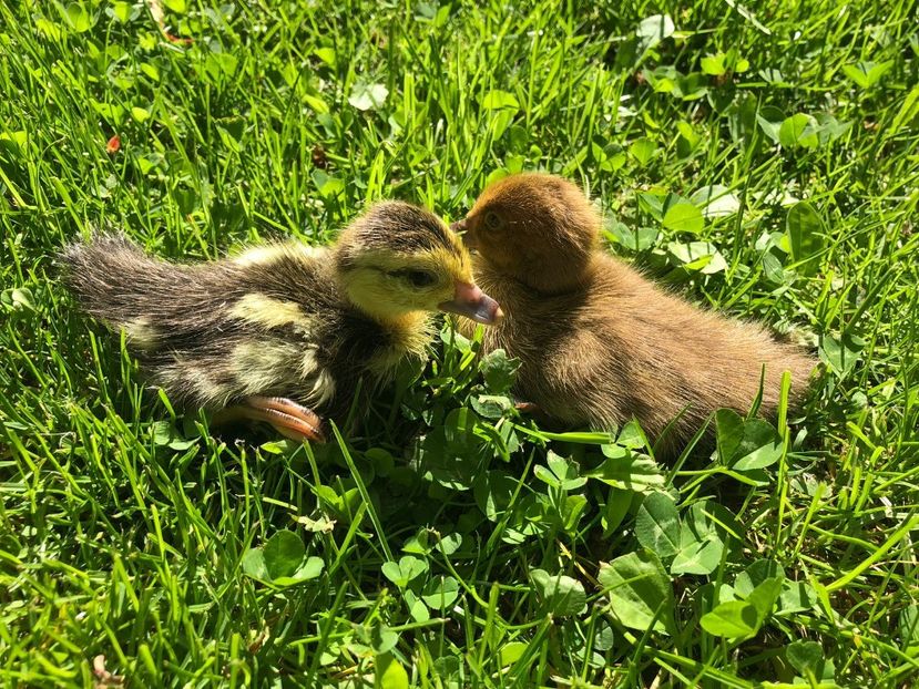  - Bomboane asortate 2019