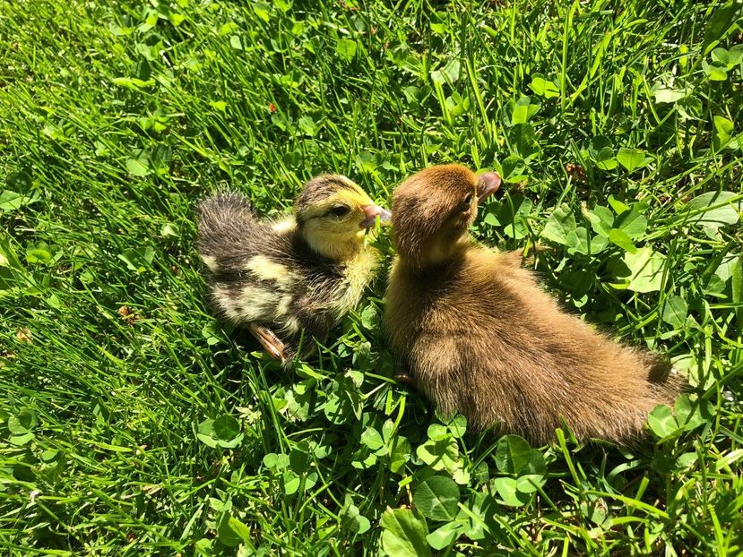  - Bomboane asortate 2019