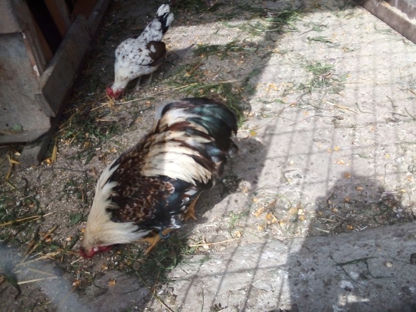  - Găini Pitice