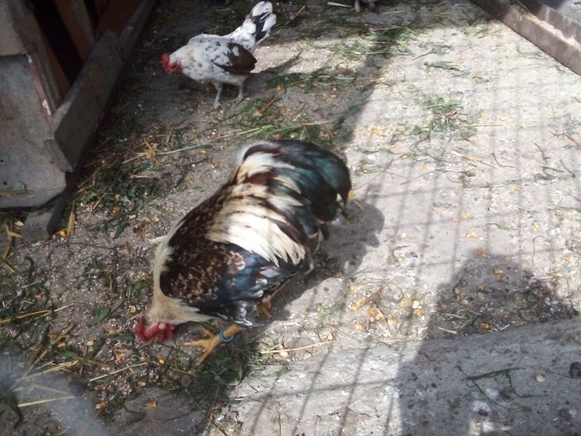  - Găini Pitice