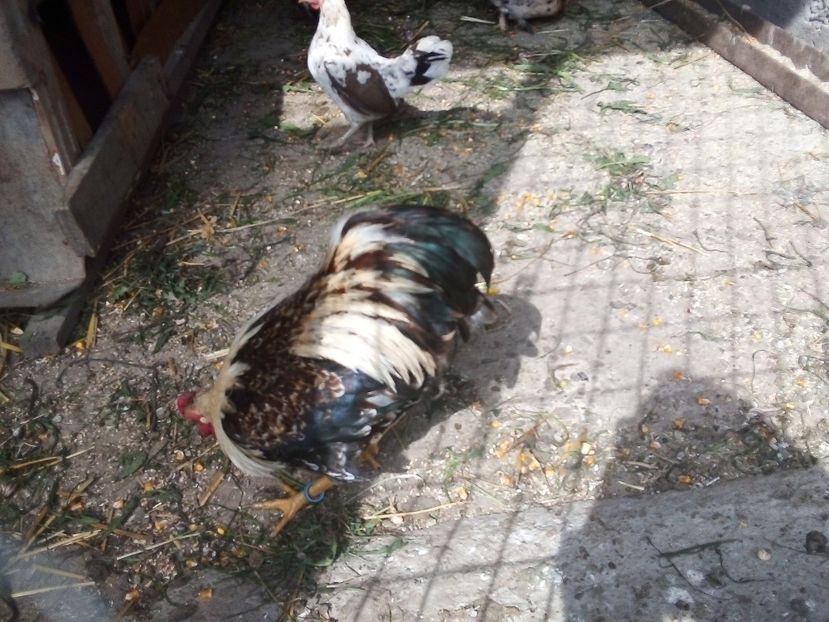  - Găini Pitice