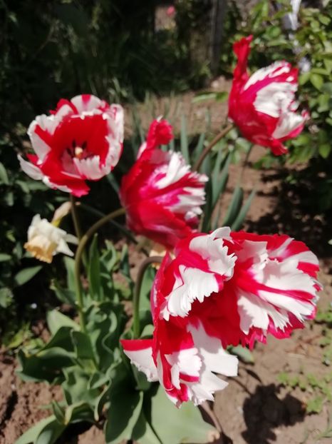 27.04 - gradina 2019