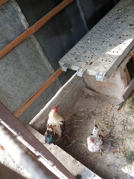  - Găini Pitice