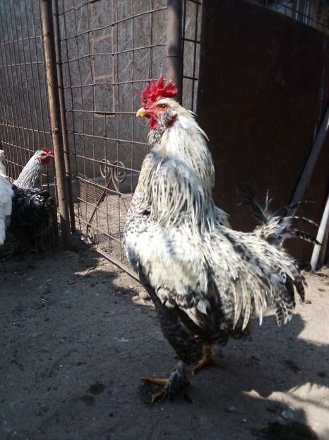  - Matca de găini mixte încălțate moțate 2019