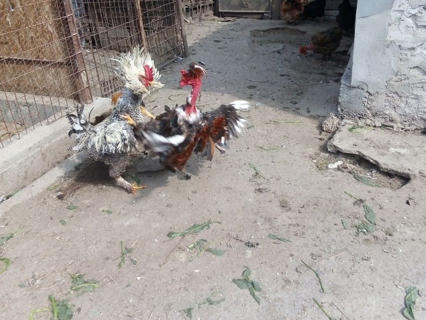  - Găini mixte moțate încălțate