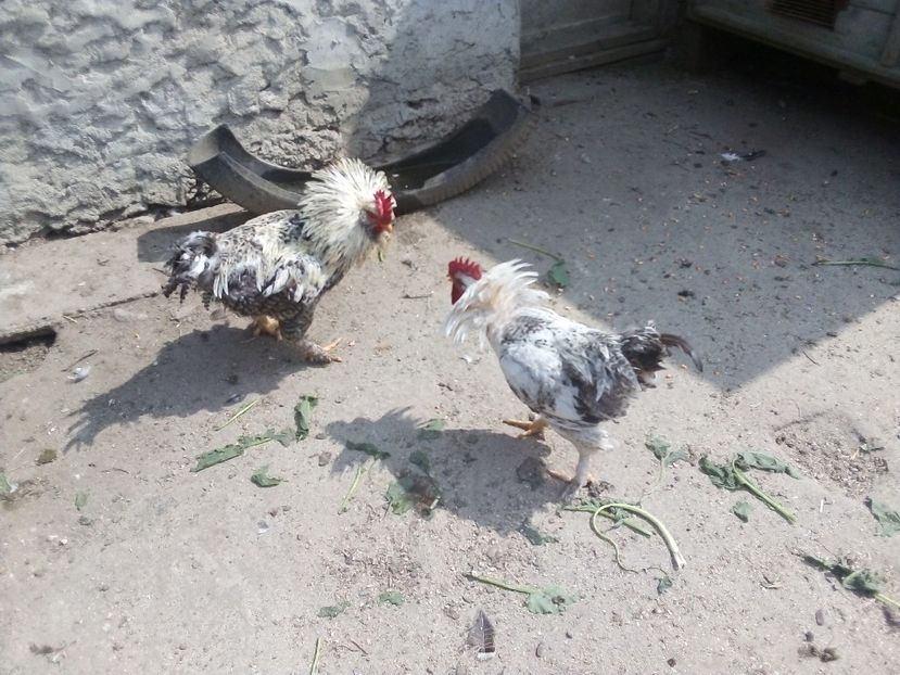  - Găini mixte moțate încălțate