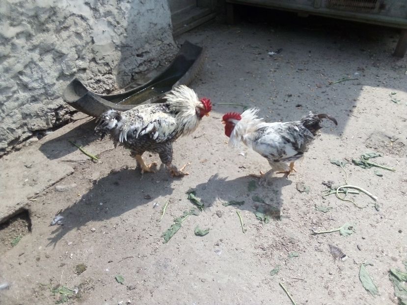  - Găini mixte moțate încălțate