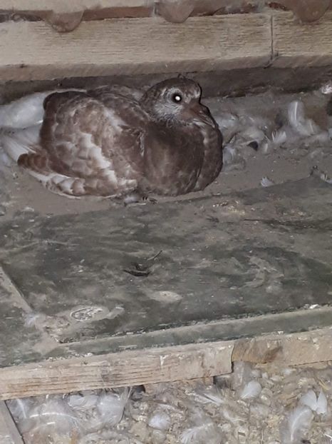 received_427279998103611 - PUI 2019