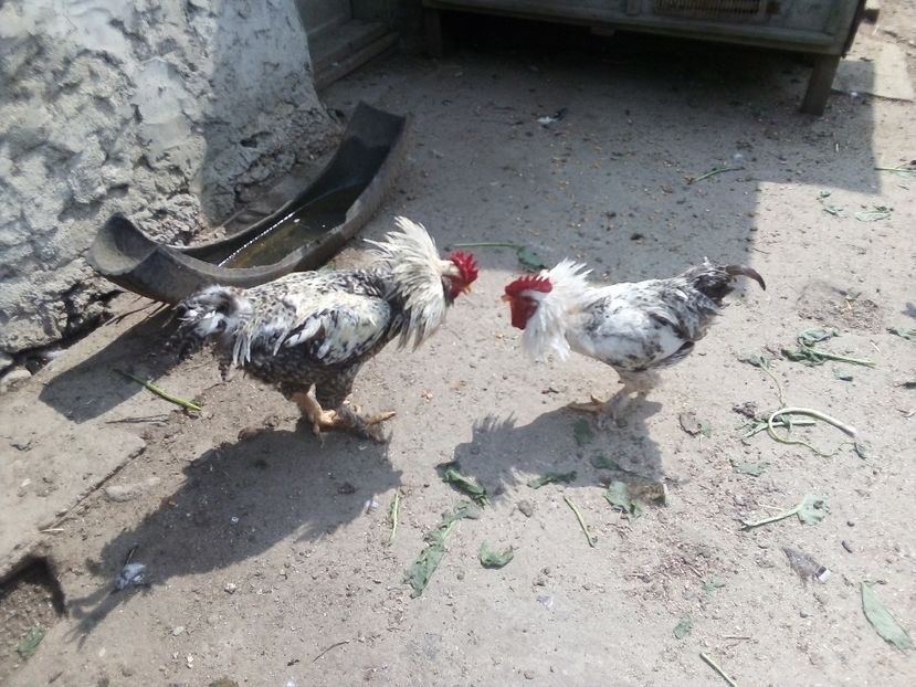  - Găini mixte moțate încălțate