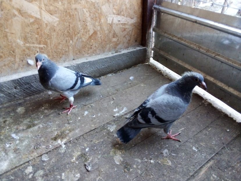  - Pui de porumbei voiajori 2019