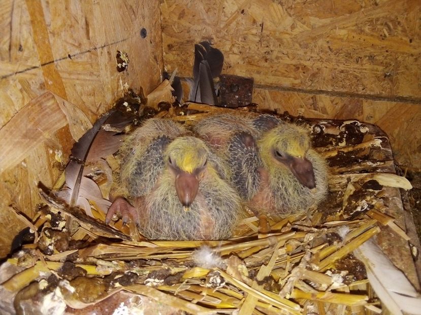  - Pui de porumbei voiajori 2019