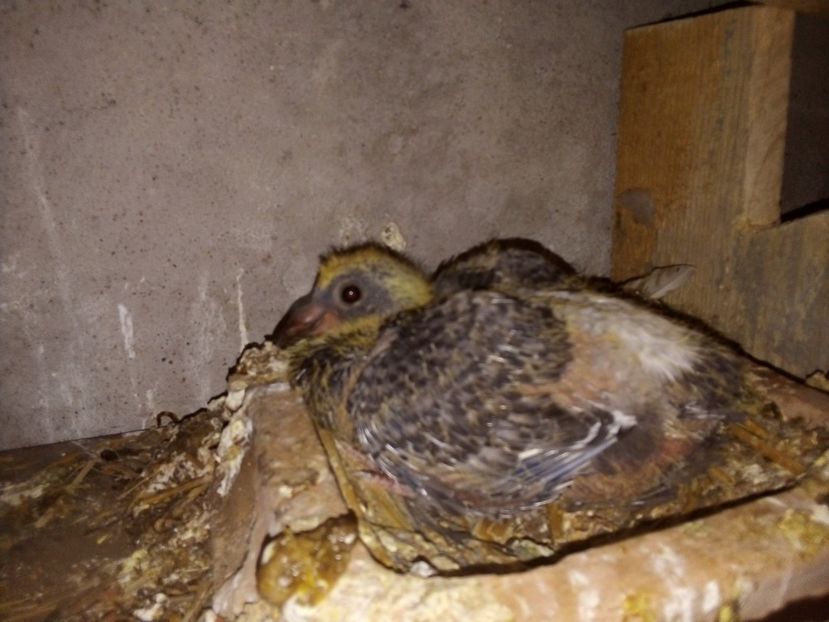  - Pui de porumbei voiajori 2019