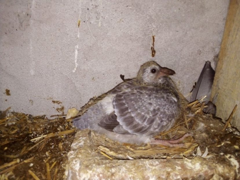  - Pui de porumbei voiajori 2019