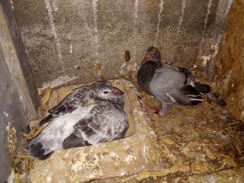  - Pui de porumbei voiajori 2019