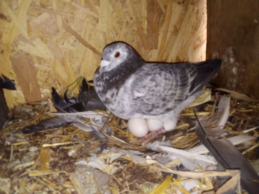  - Pui de porumbei voiajori 2019