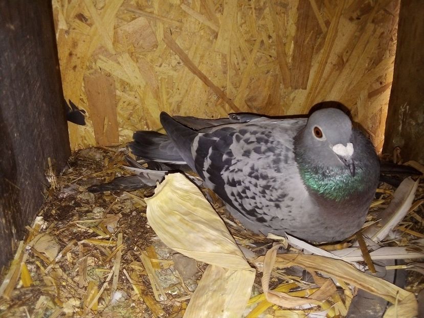  - Pui de porumbei voiajori 2019