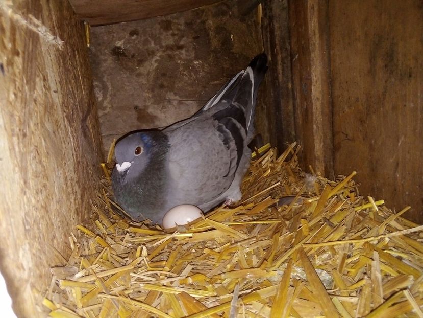  - Pui de porumbei voiajori 2019