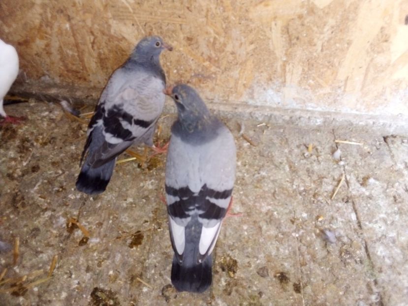  - Pui de porumbei voiajori 2019