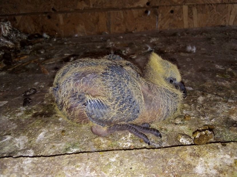  - Pui de porumbei voiajori 2019