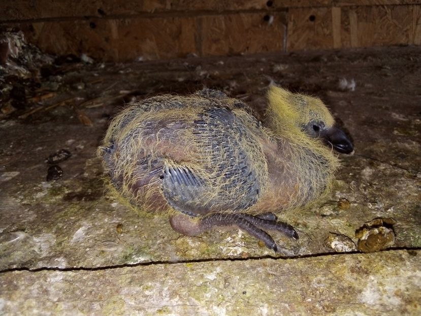  - Pui de porumbei voiajori 2019