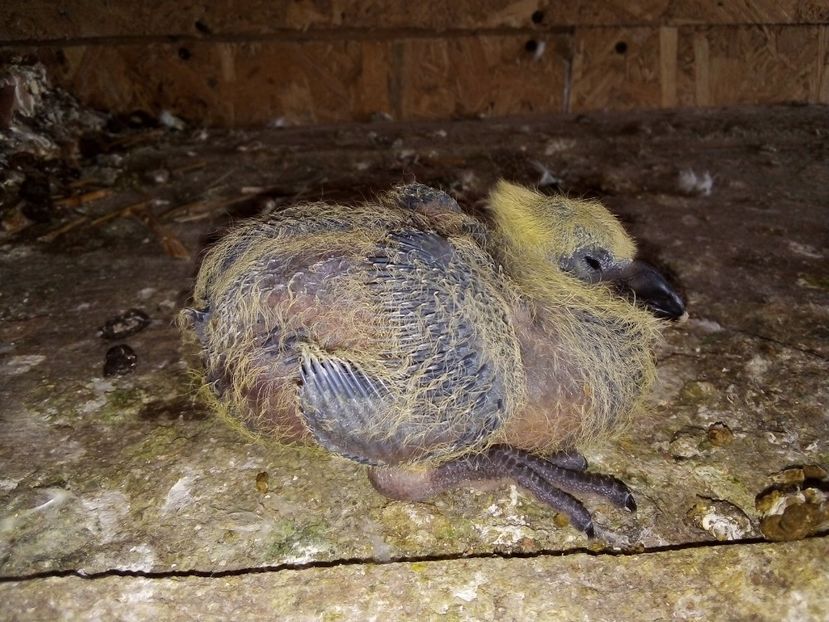  - Pui de porumbei voiajori 2019