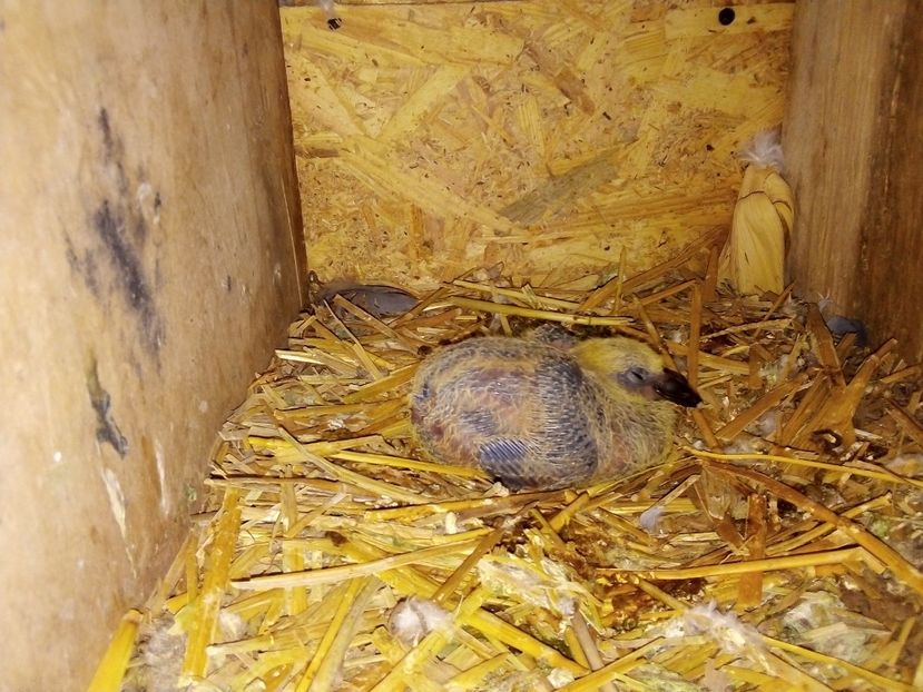  - Pui de porumbei voiajori 2019