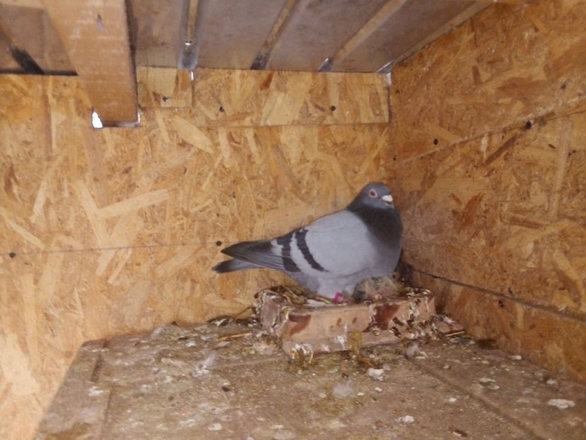  - Pui de porumbei voiajori 2019