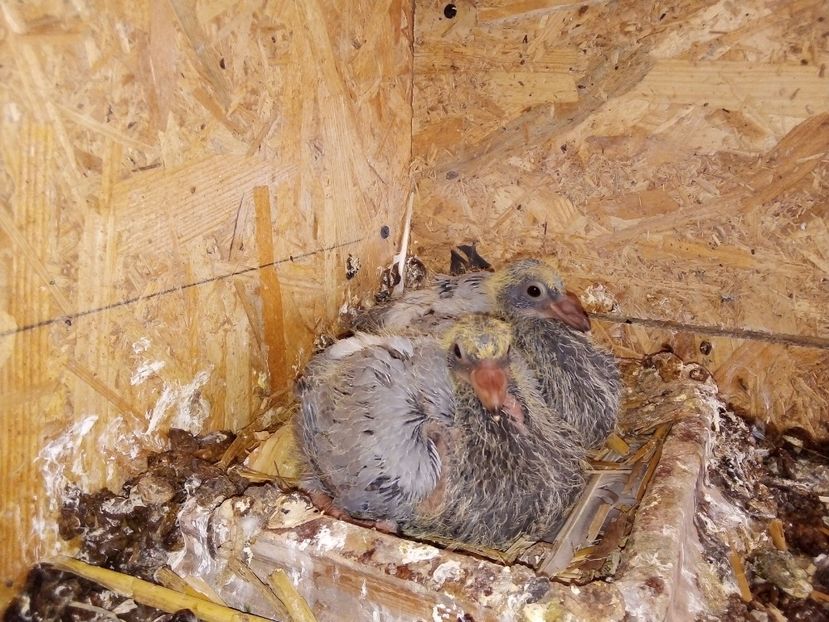  - Pui de porumbei voiajori 2019