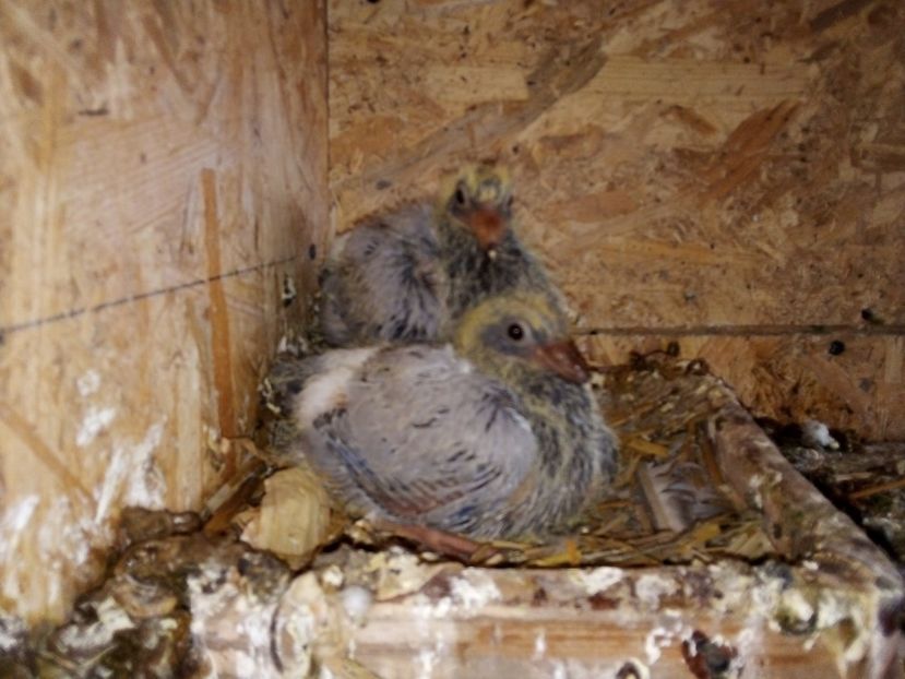  - Pui de porumbei voiajori 2019