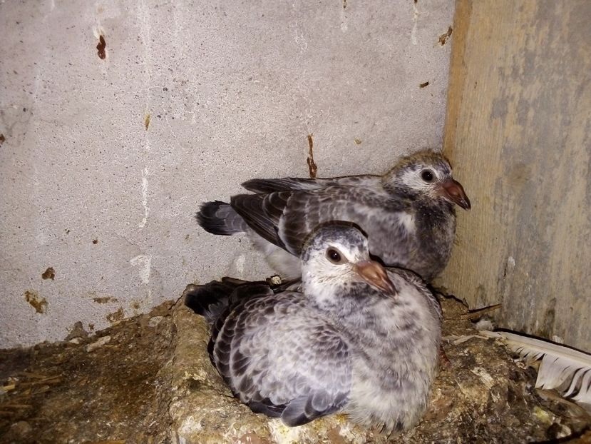  - Pui de porumbei voiajori 2019