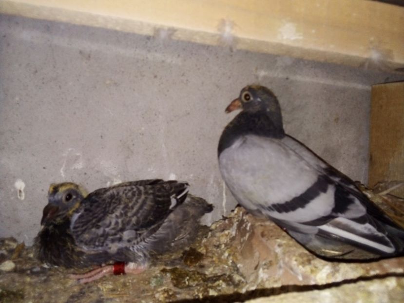 Puiul lui Breaza și puiul albaștrilor - Pui de porumbei voiajori 2019