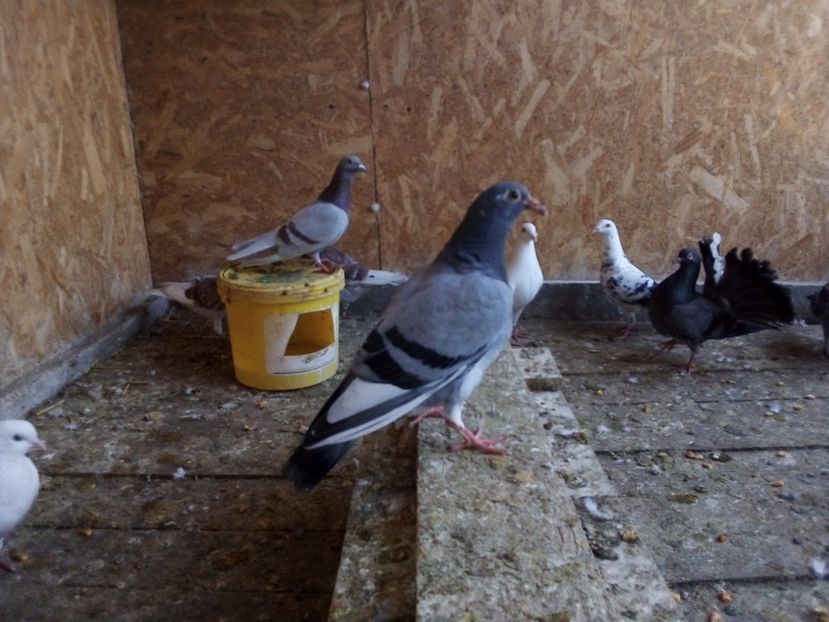  - Pui de porumbei voiajori 2019