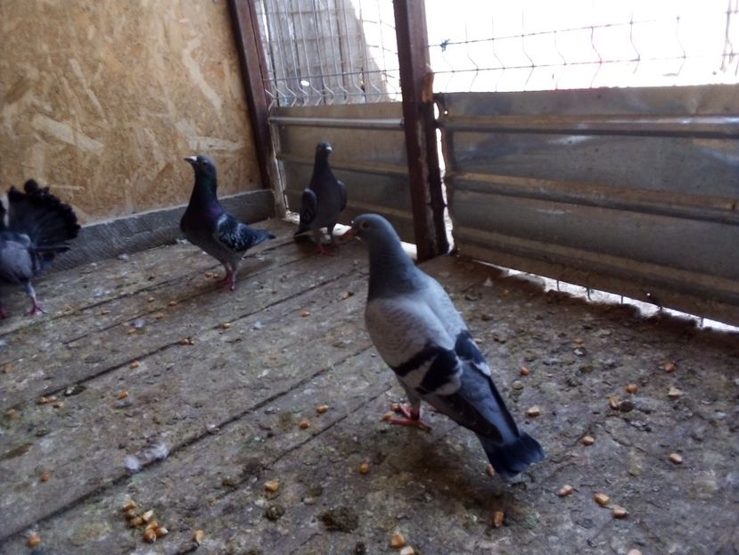  - Pui de porumbei voiajori 2019