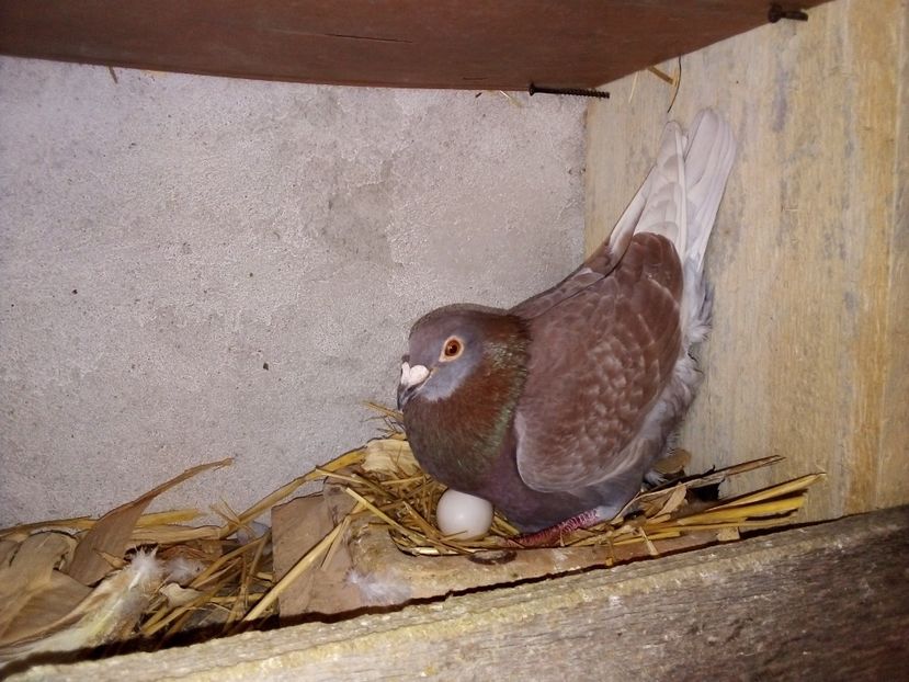  - Pui de porumbei voiajori 2019