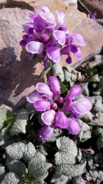  - Primavara 2019-2022