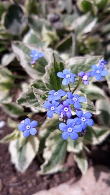  - Primavara 2019-2022