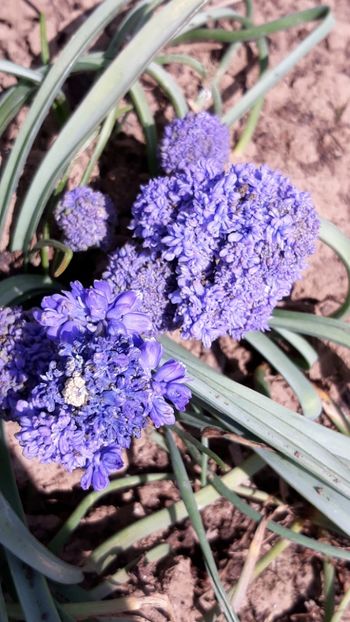  - Primavara 2019-2022