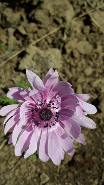  - Primavara 2019-2022