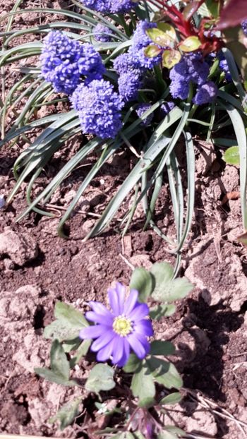  - Primavara 2019-2022