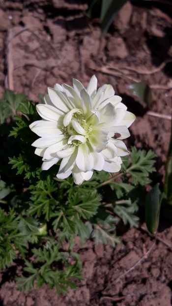  - Primavara 2019-2022