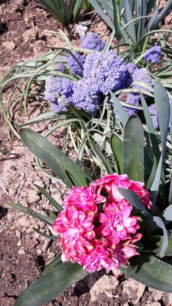  - Primavara 2019-2022