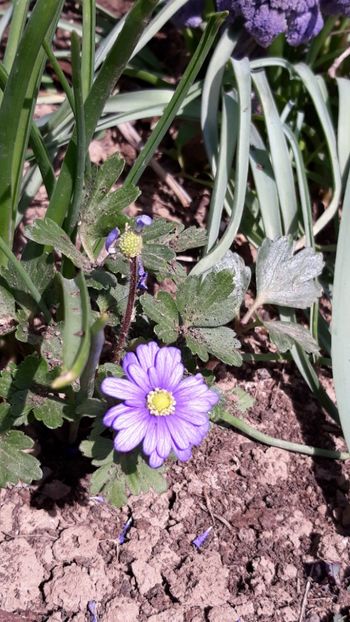  - Primavara 2019-2022