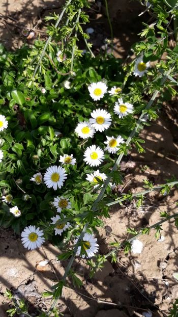  - Primavara 2019-2022